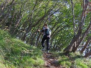 12 Nel bosco di prevalenti carpini nerti